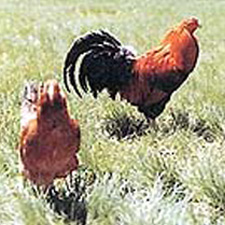 比内鶏の原種（左.雌、右.雄）